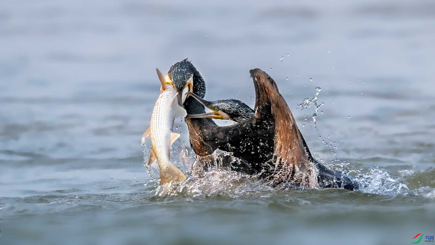 抢鱼(鸬鹚)