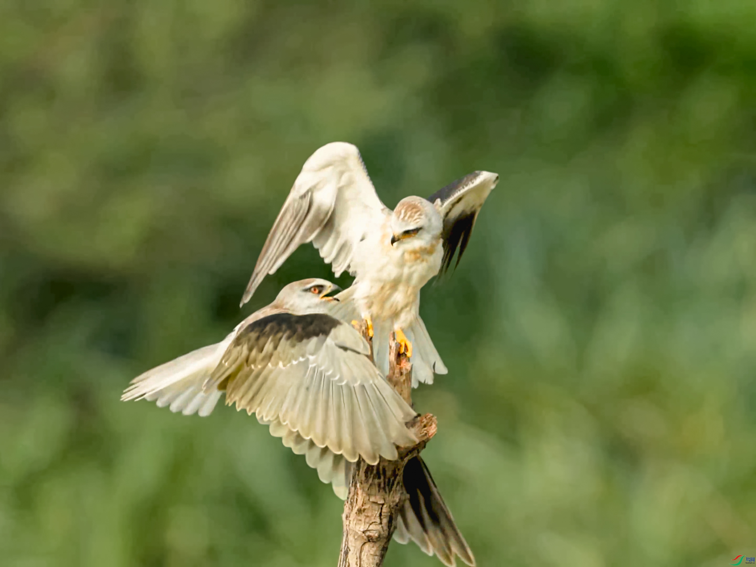 �ö��ĺڶ��