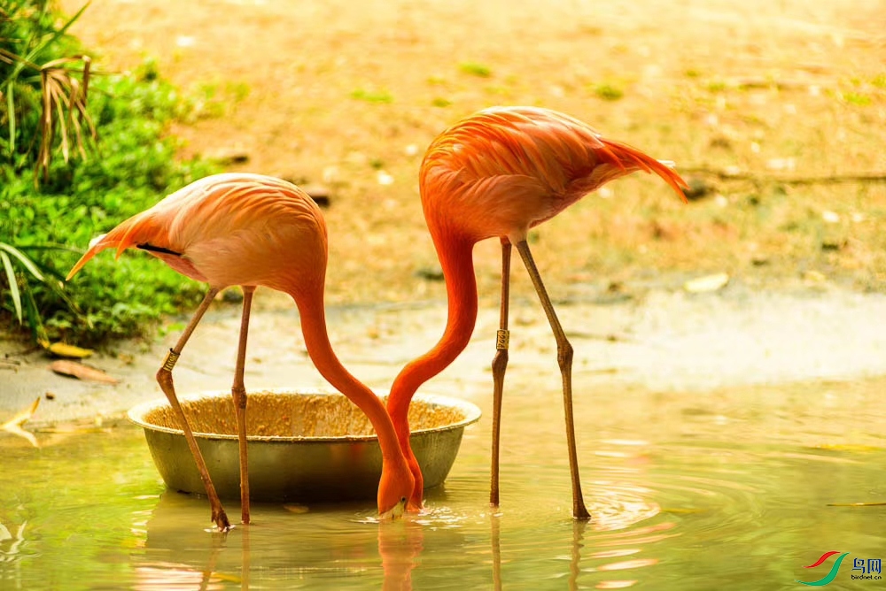 mmexport1612672013193 (1).jpg