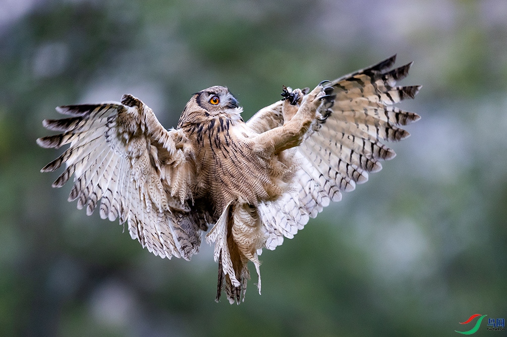 ��СҲ����