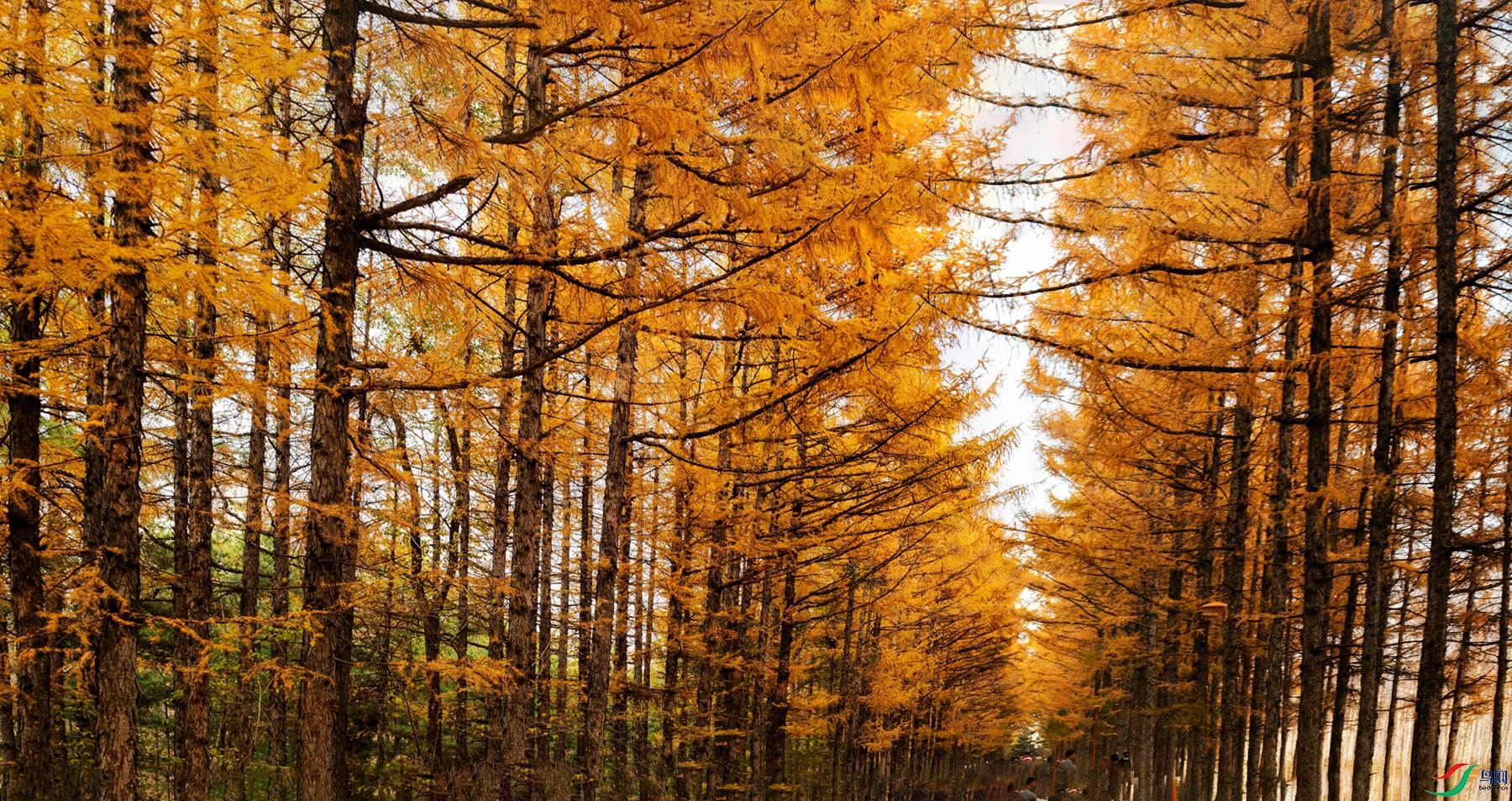 ������ (1).jpg