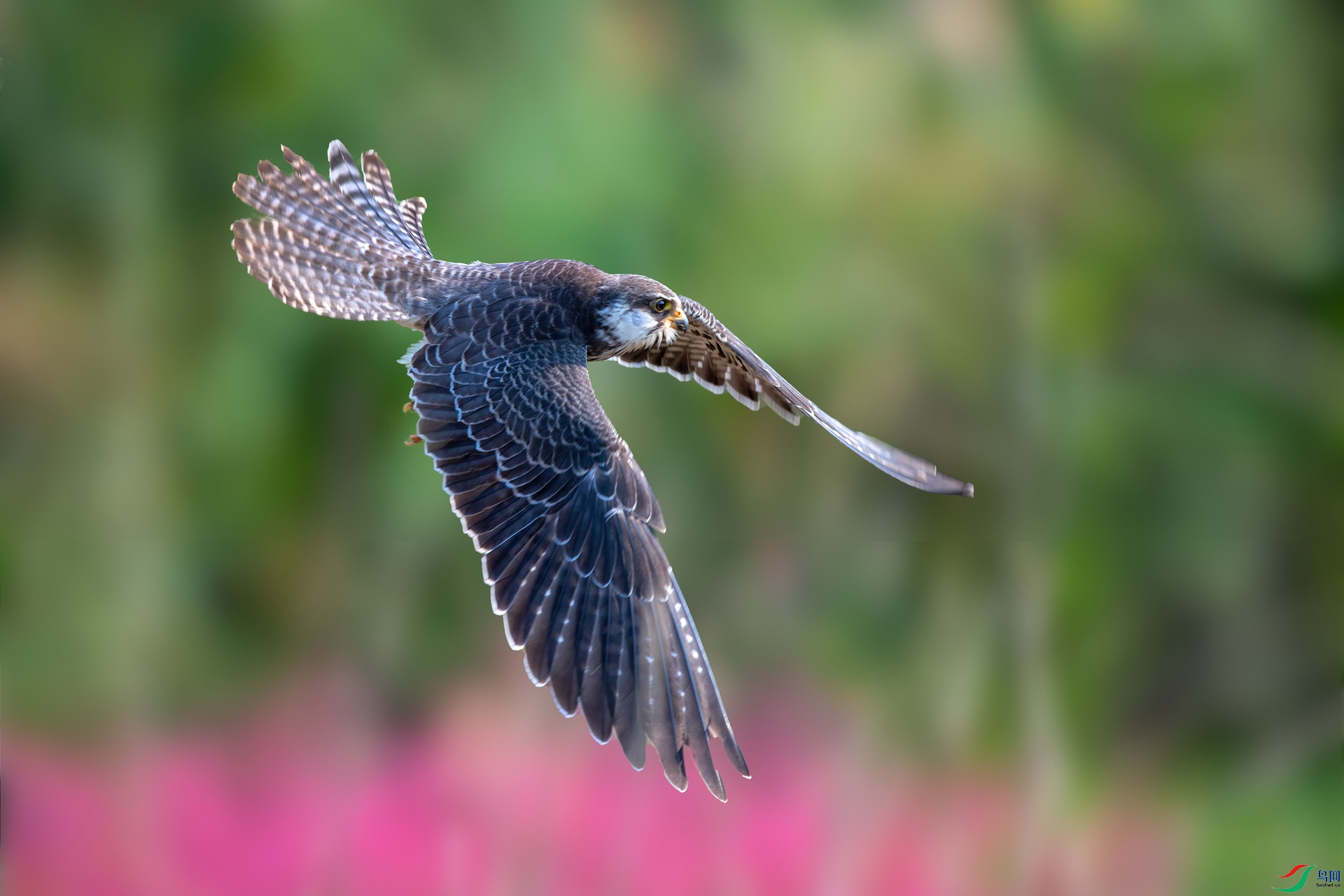 俯冲(红脚隼)(祝贺获每日佳作)