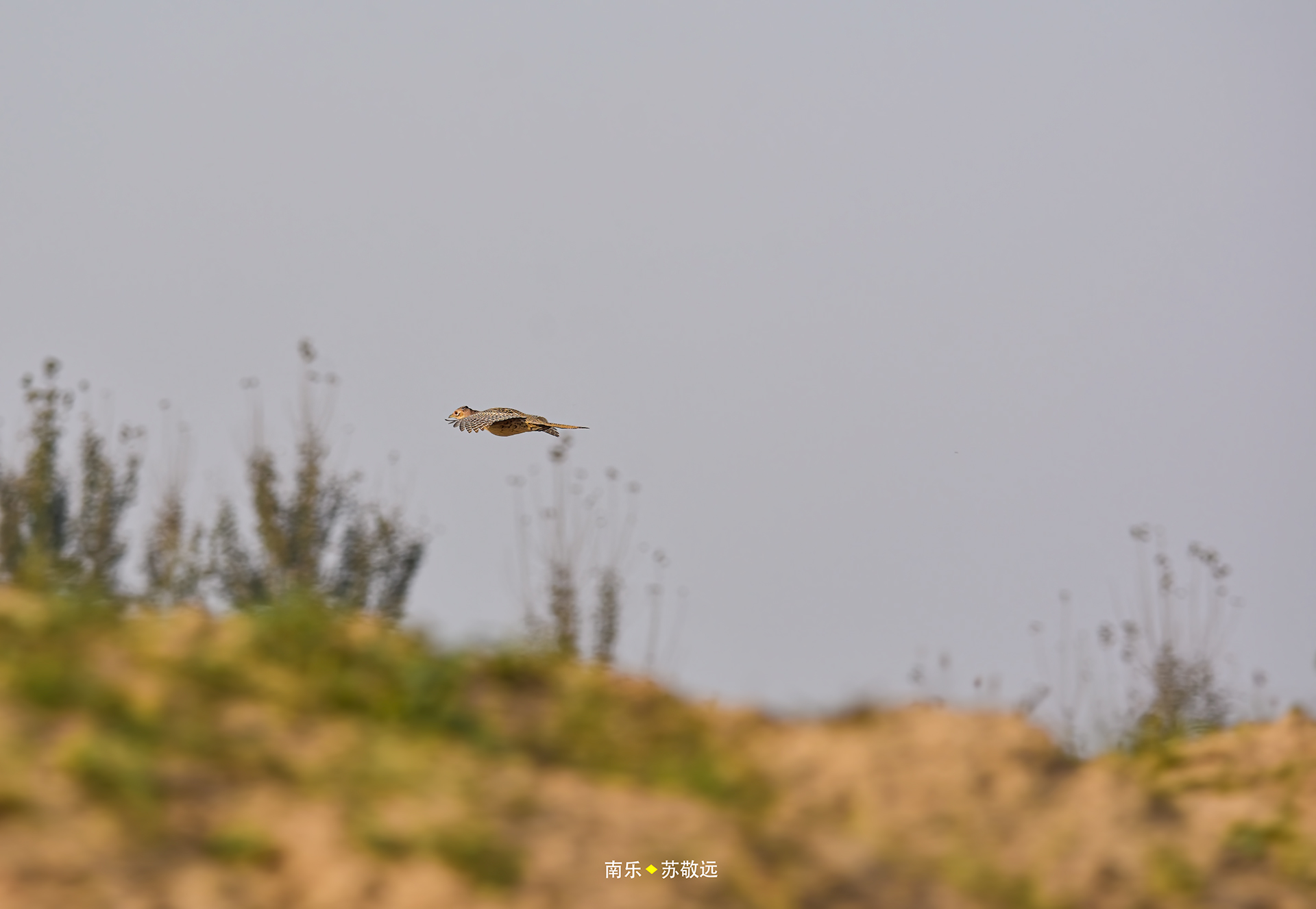 _DSC7560С.jpg
