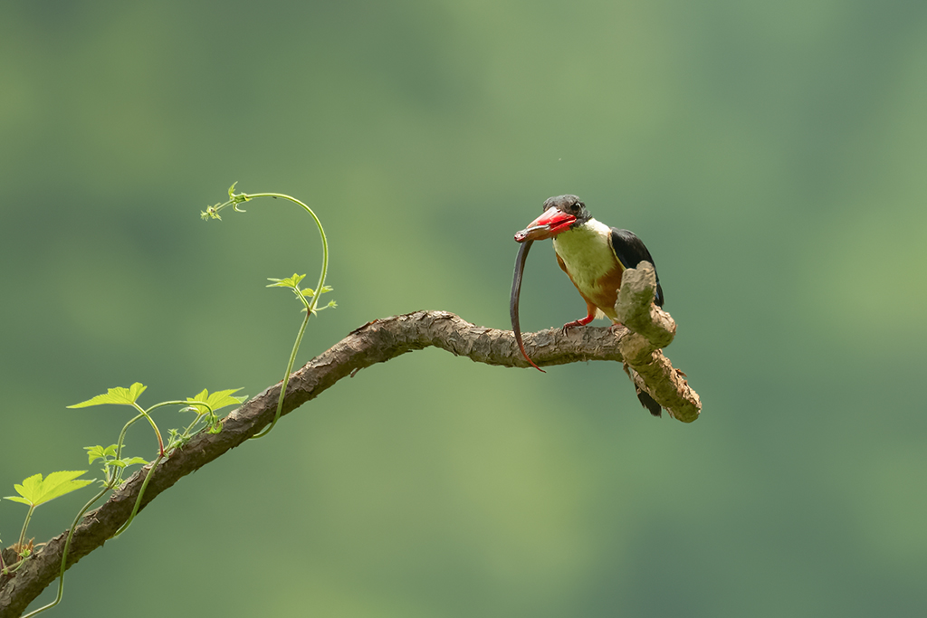 DSC_6271_DxOa.jpg