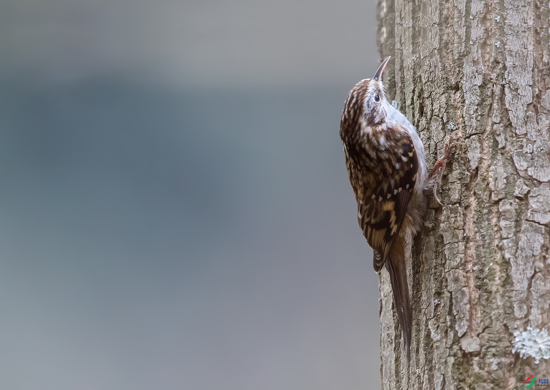 77089  ��ʦ�������Ĵ�ʡ������������.jpg