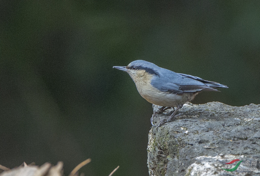 普通鳾