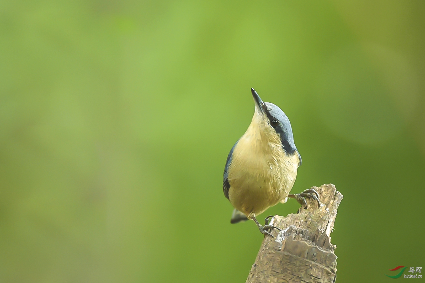 �ķ�ľ��  ��ʦ�����ڹ���׳����������ɫ��.jpg