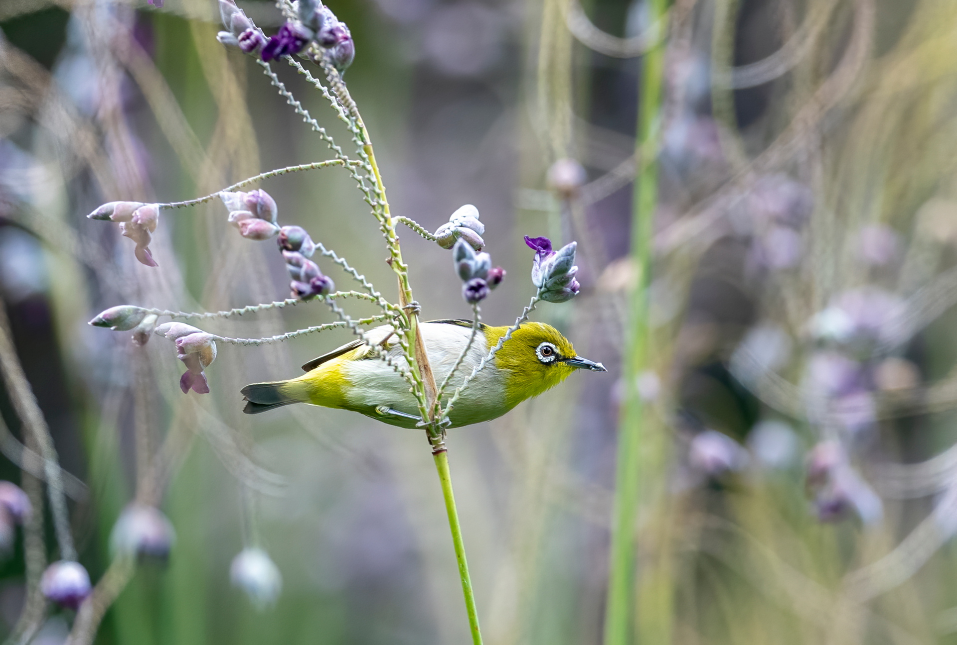 DSC_4451_����.jpg