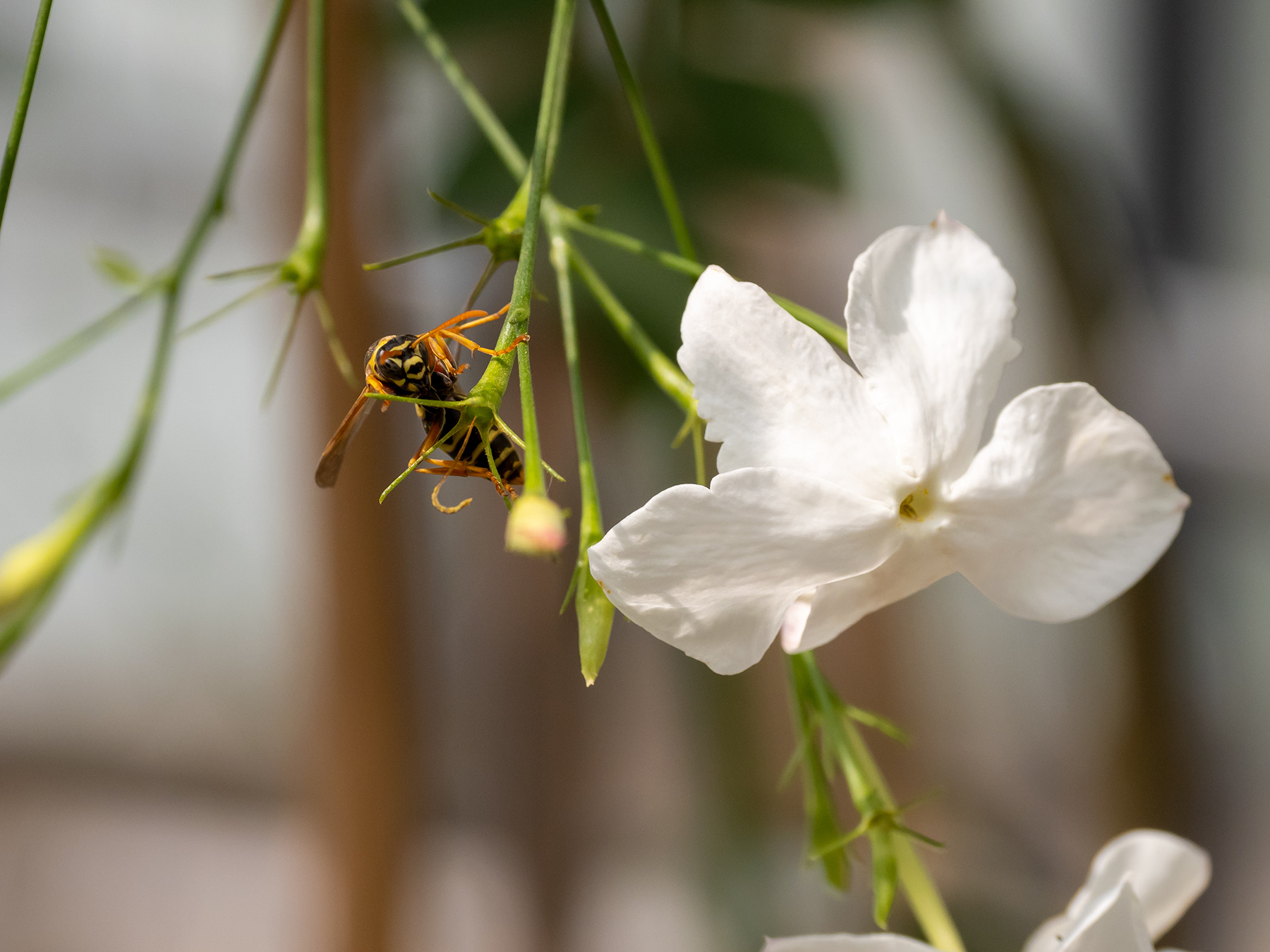 ��������ܰ��