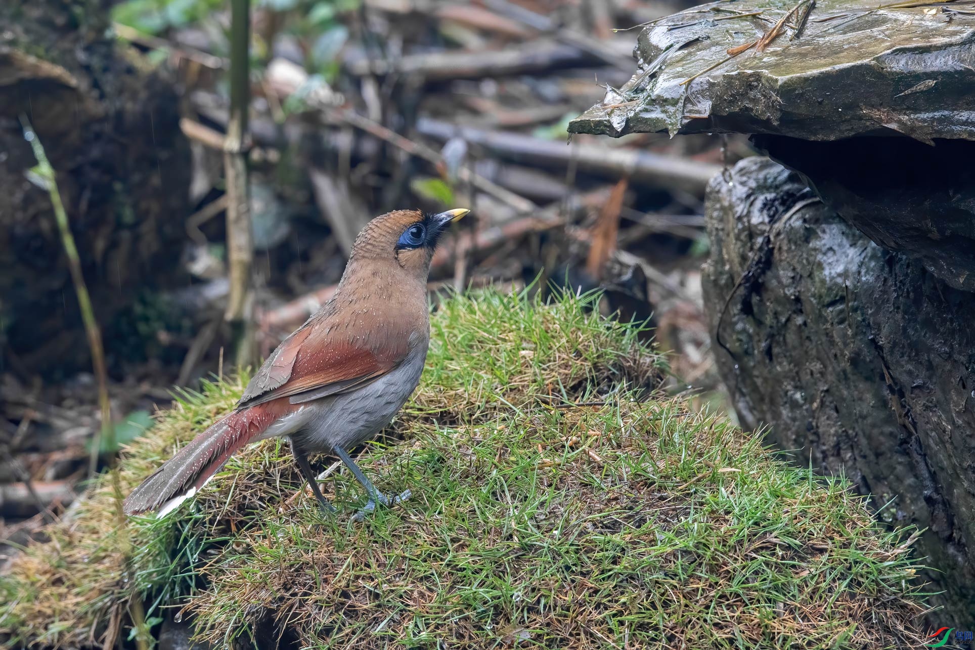 DSC_3103-1.jpg