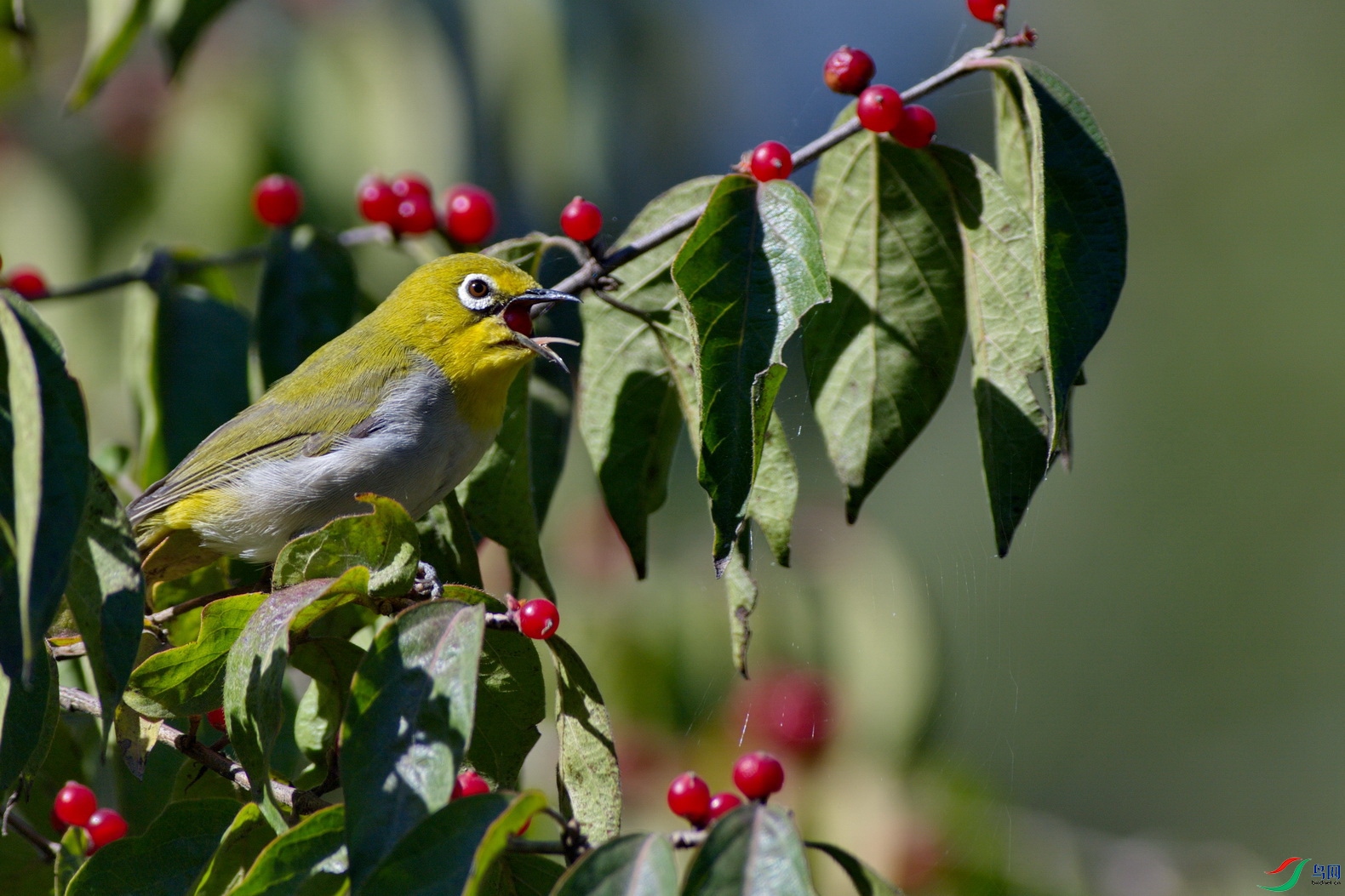 DSC_6462.JPG