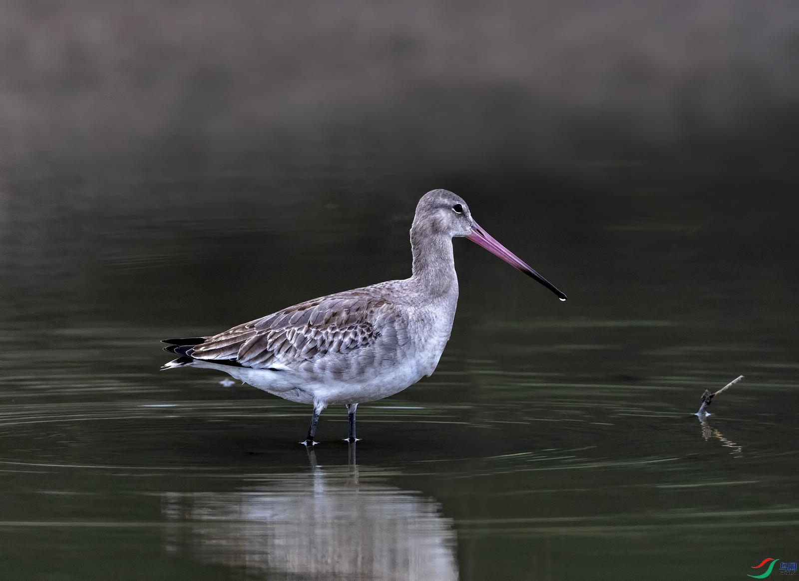 ��β���� (956)-2.jpg