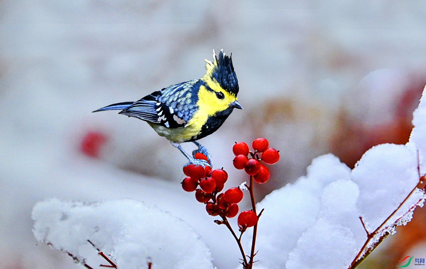 5.������������-�Ƽ�ɽȸ2528AM.jpg