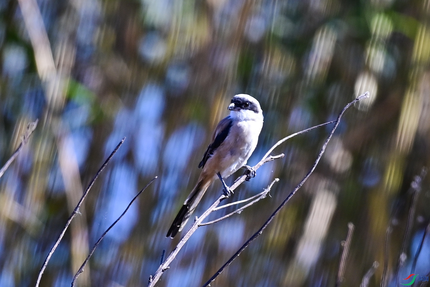 DSC_6661-1.jpg