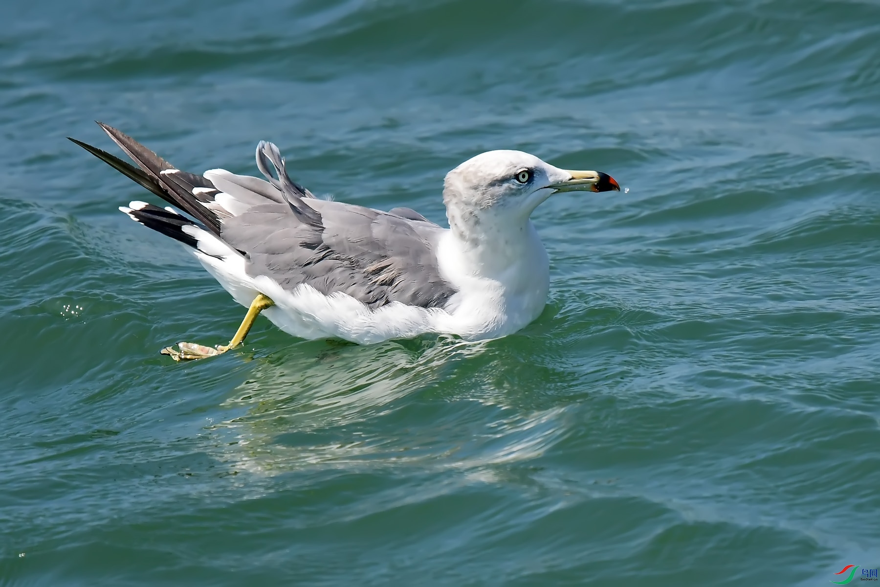 DSC_0096.jpg