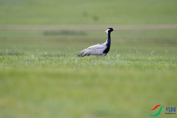 _DSC8113.jpg
