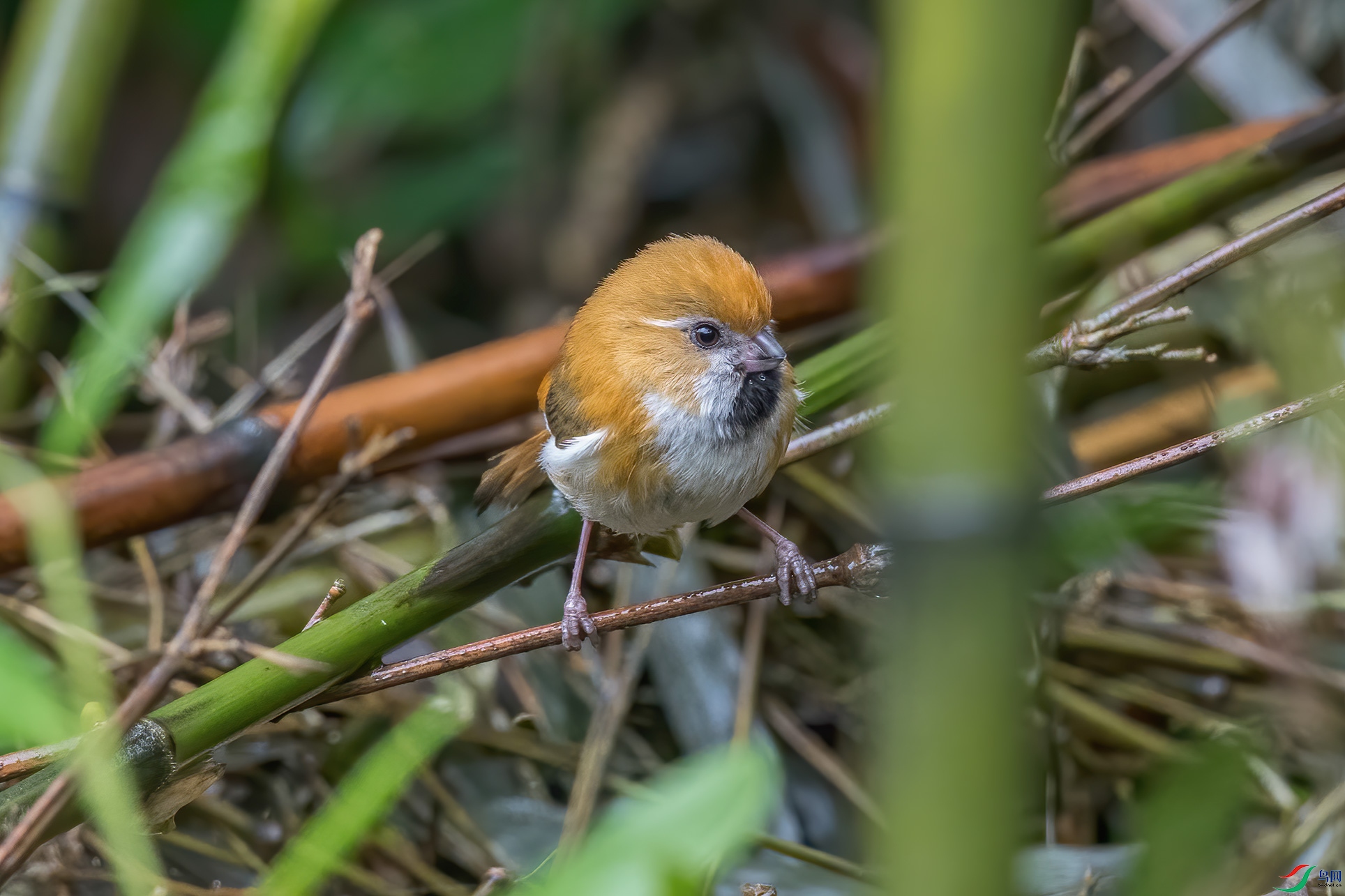DSC_3261-1.jpg