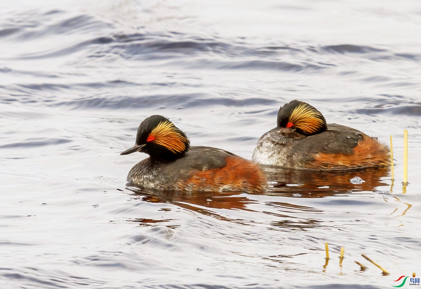 IMG_2641�ھ��G��.jpg