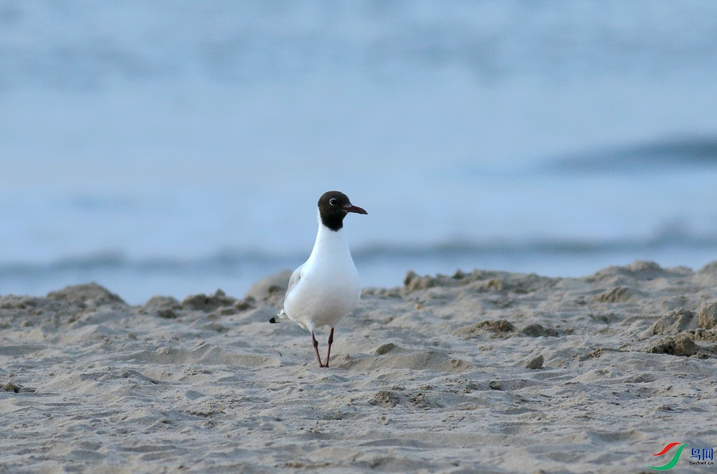 367A0016_����.jpg
