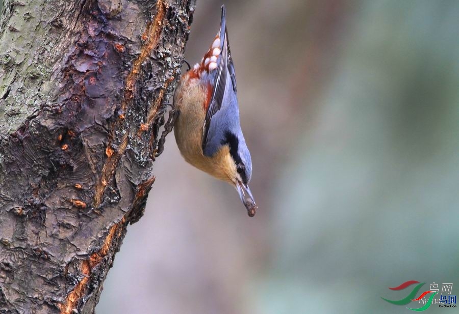 0�������0  ��ʦ�������Ĵ�ʡ������.jpg