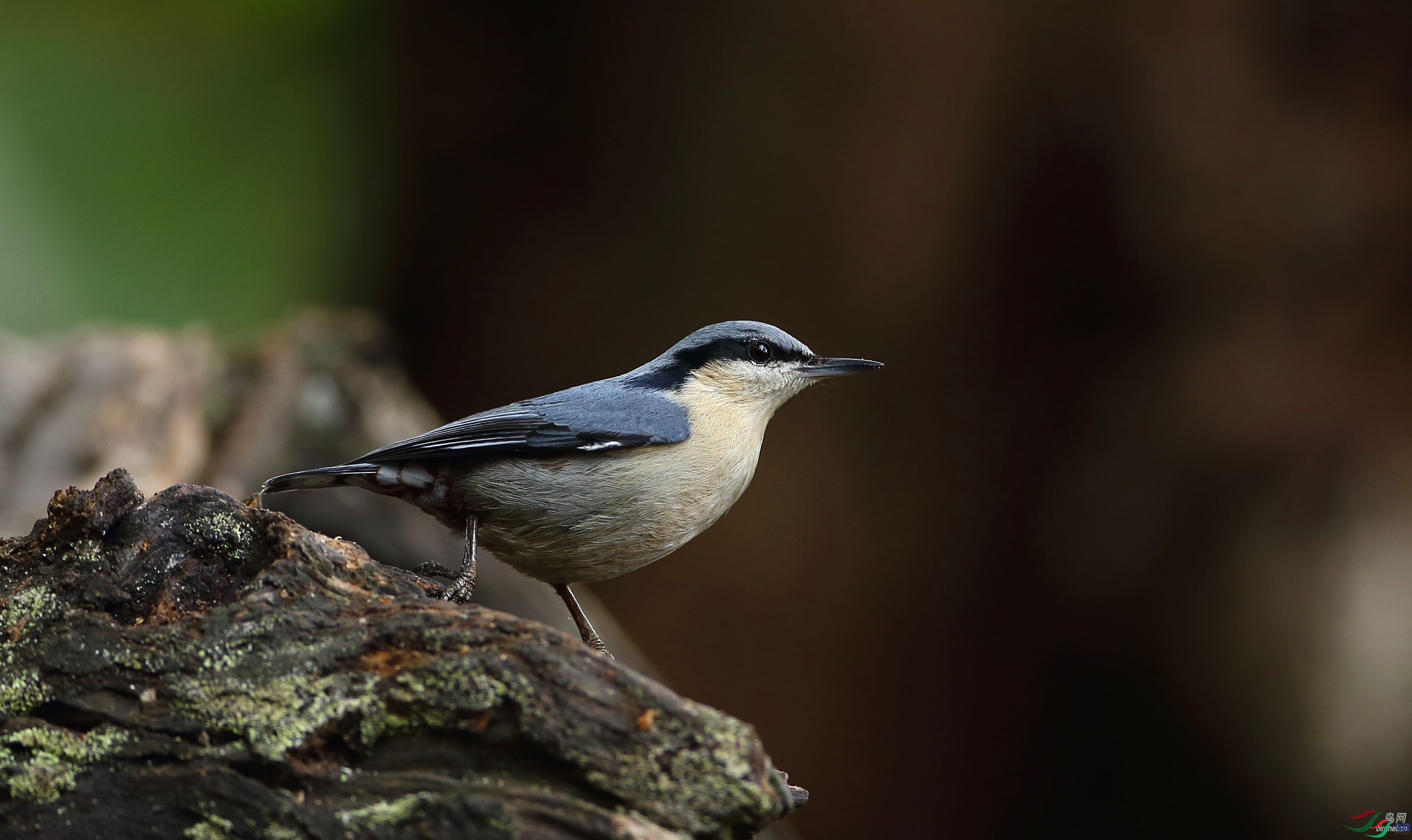 ��Ҳ����  ��ʦ����������ʡ��ɽ��.jpg