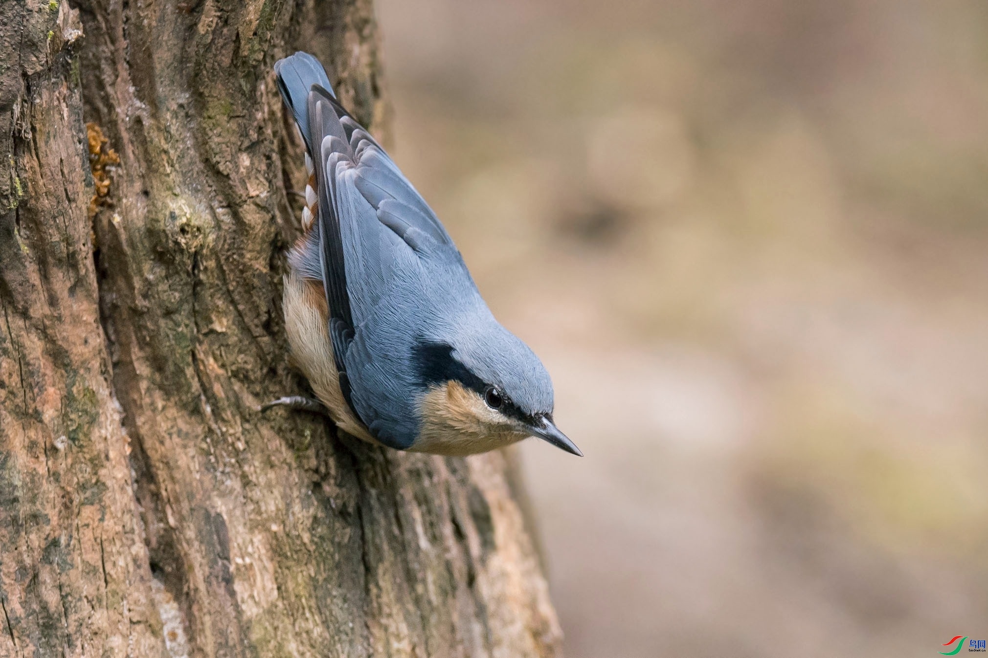 ���ͺ�  ��ʦ����������ʡ��ɽ��.jpg