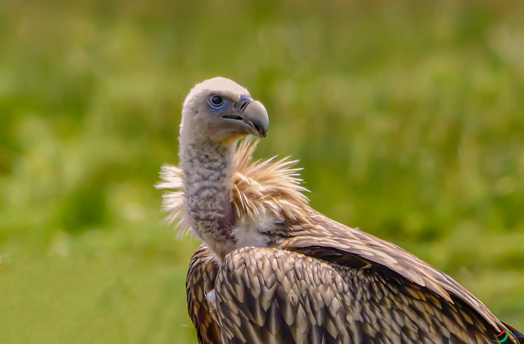 [猛禽] 《注目--高山兀鹫》