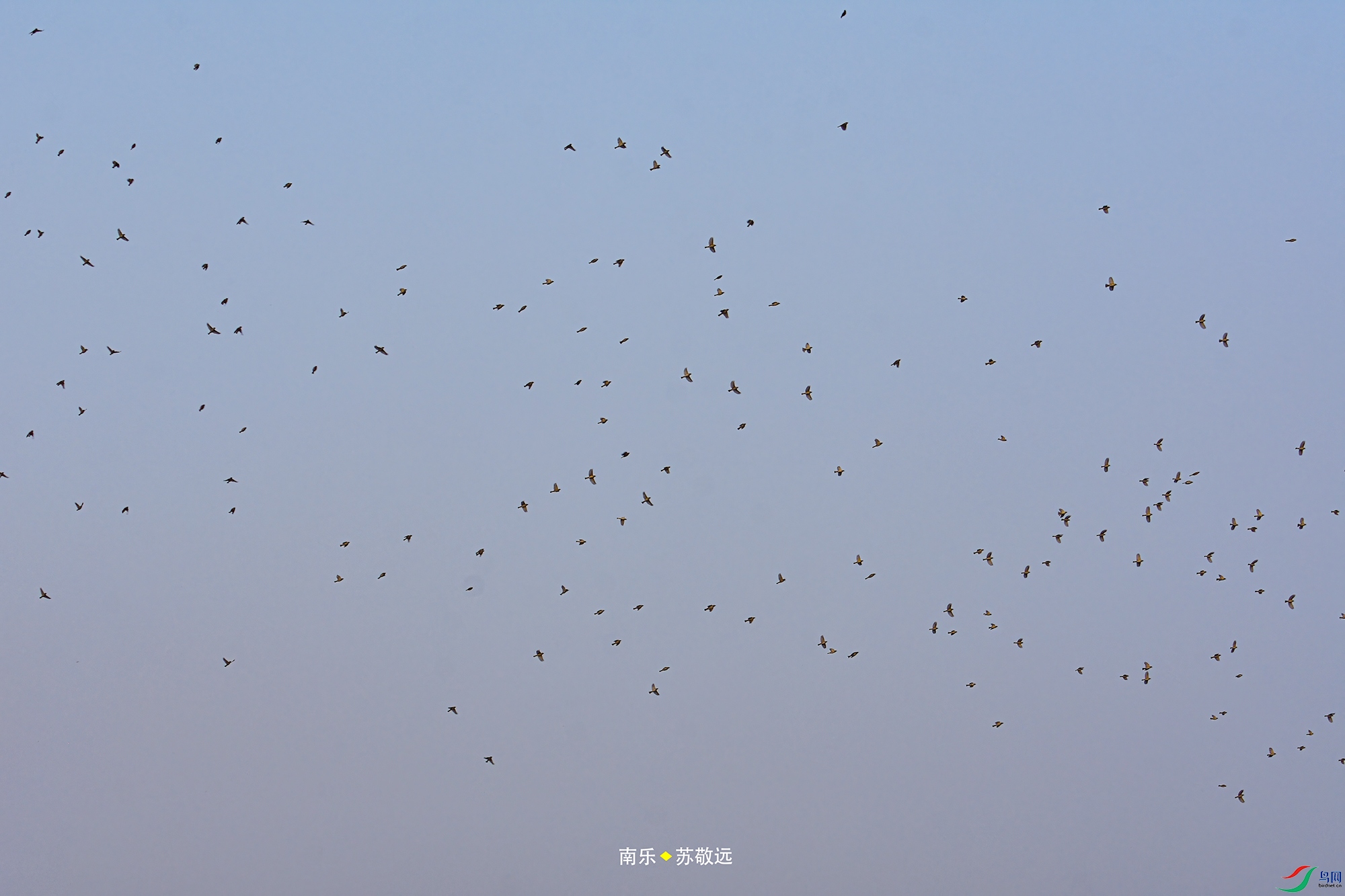 _DSC8266С.jpg