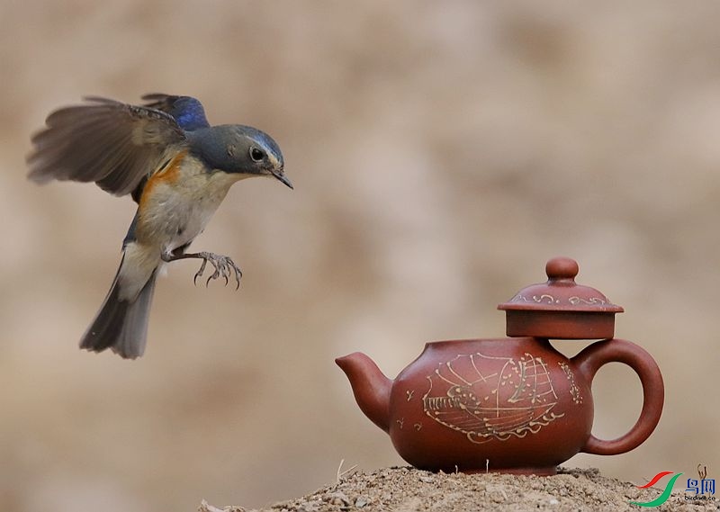 �����ȿڲ�