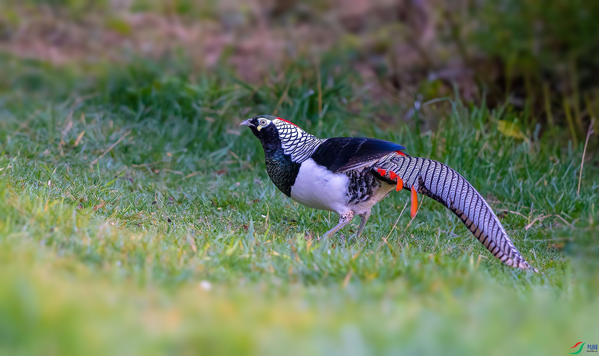 DSC_0143.jpg