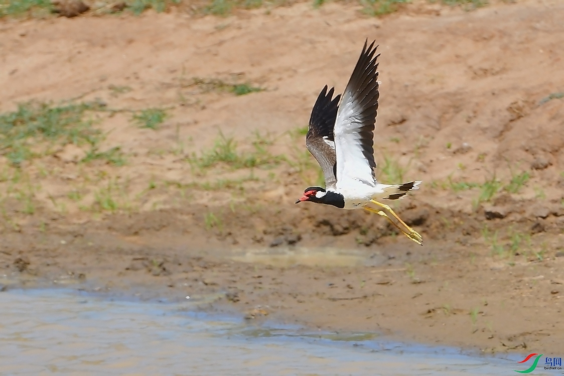 DSC_4934_DxOa.jpg