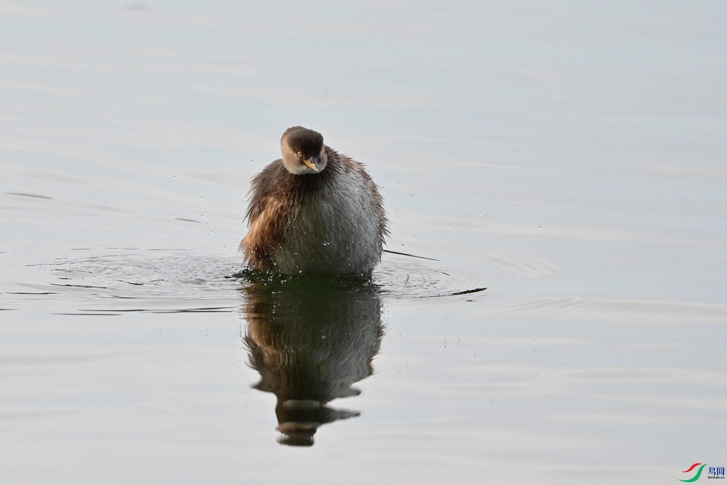 DSC_9107-1.jpg