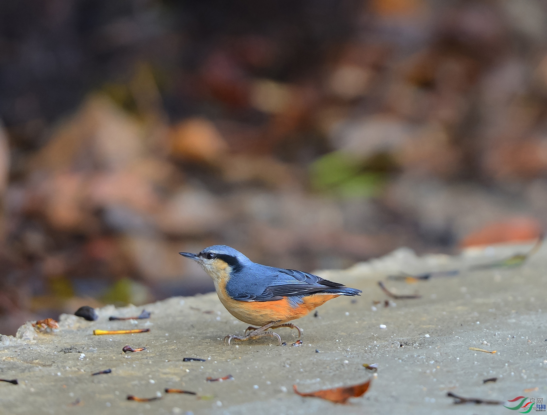 ����ϸ��   ��ʦ��������ľ��.jpg