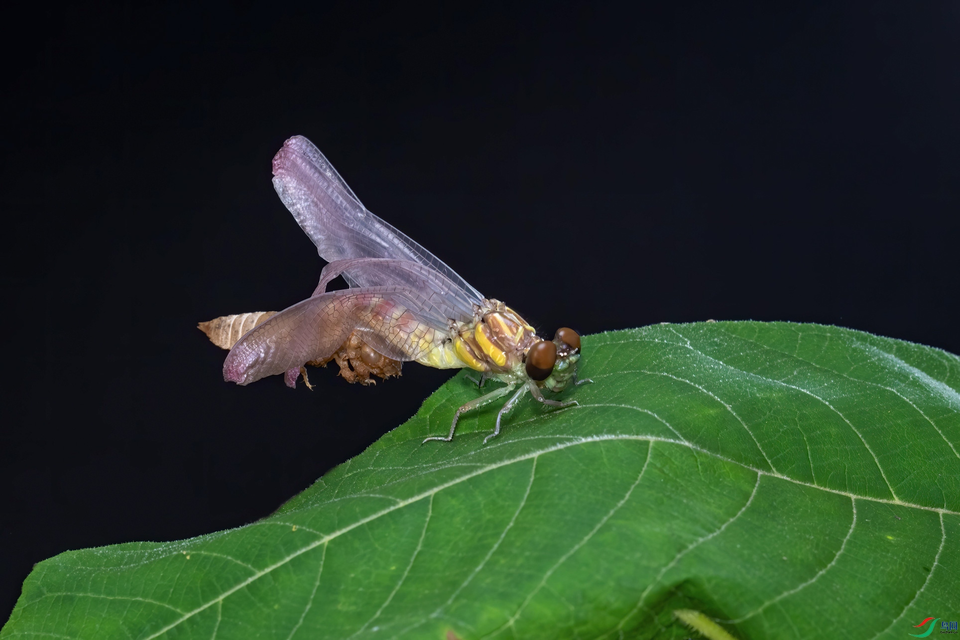 DSC_6155-1.jpg