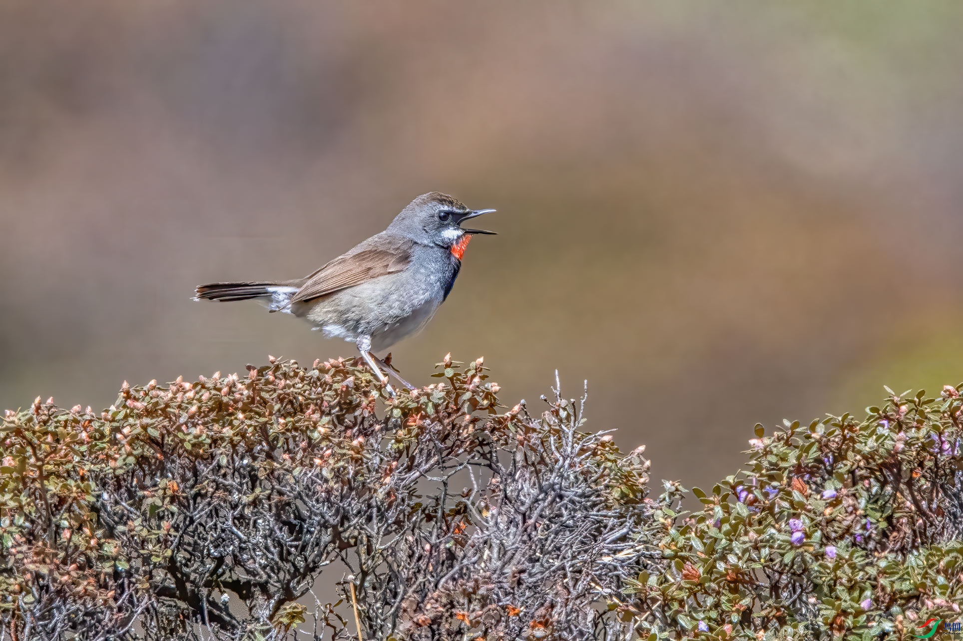 DSC_3526-1.jpg