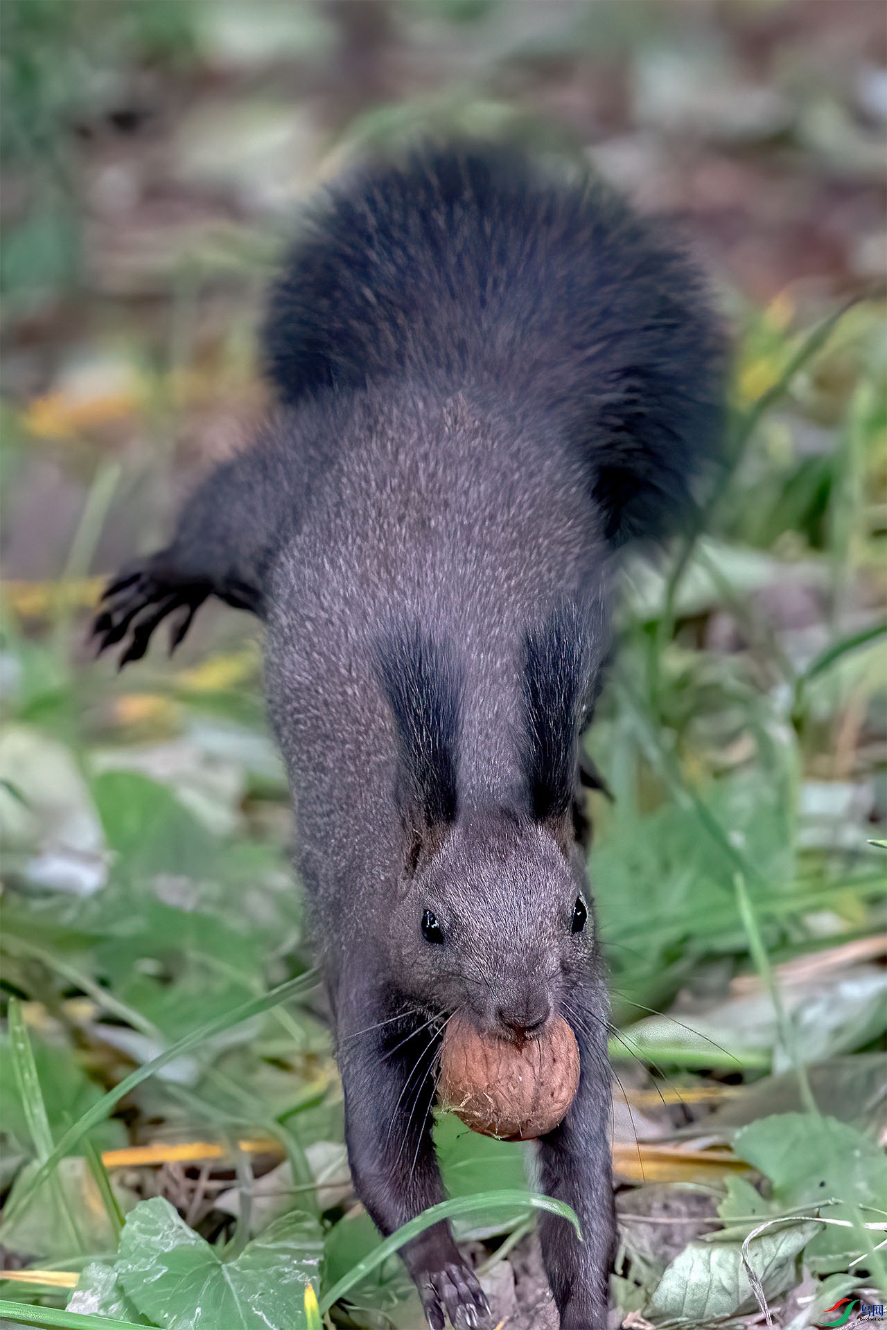 _DSC6515-9.jpg