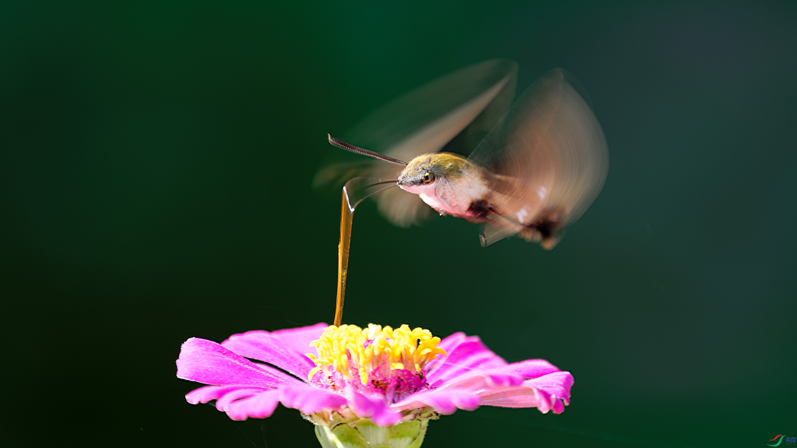 DSC_7997_DxO.jpg
