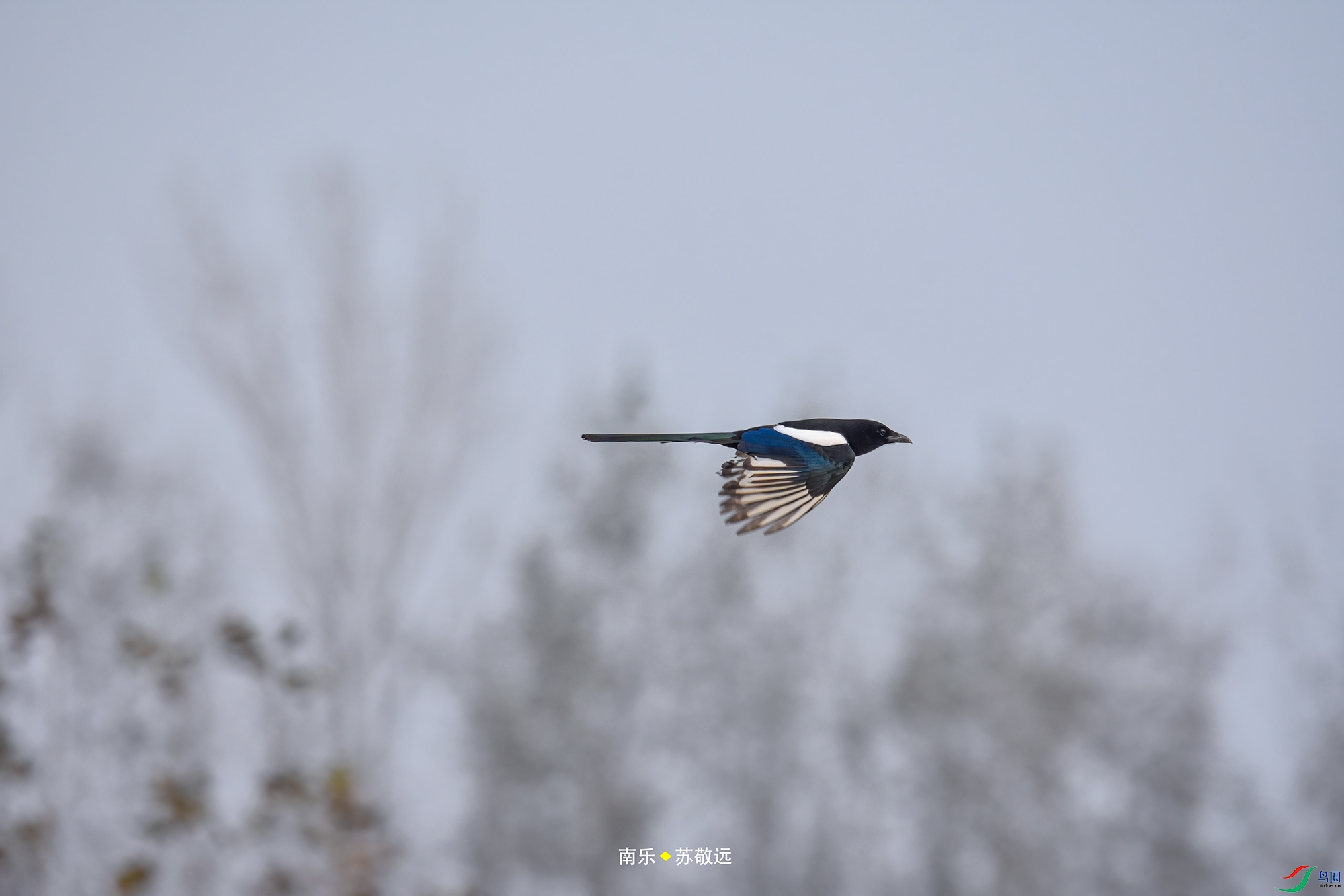 _DSC8411С.jpg