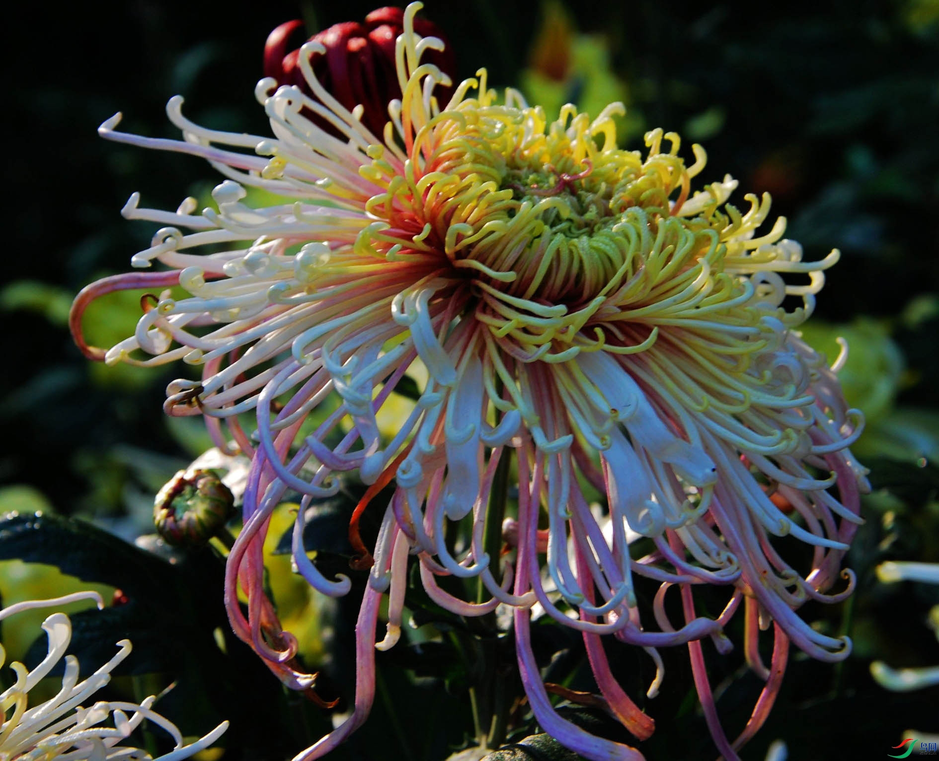 ���� DSC_1814.JPG