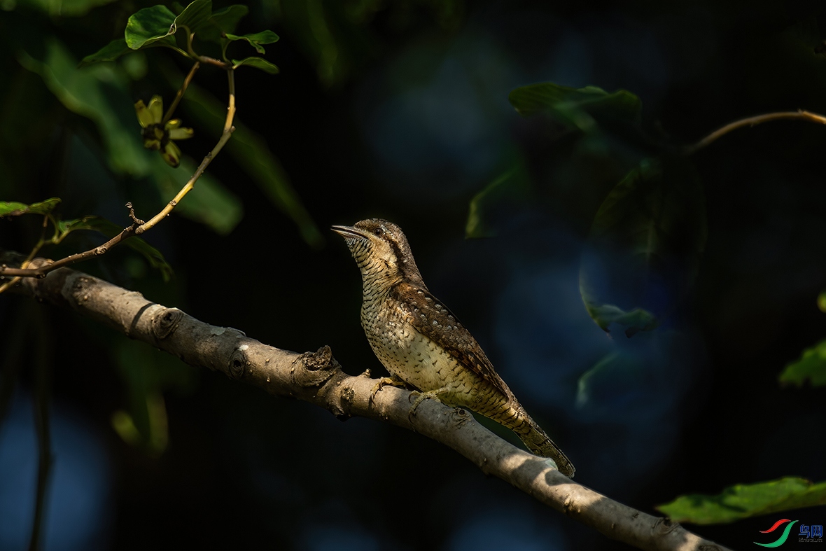 DSC02715-1.jpg