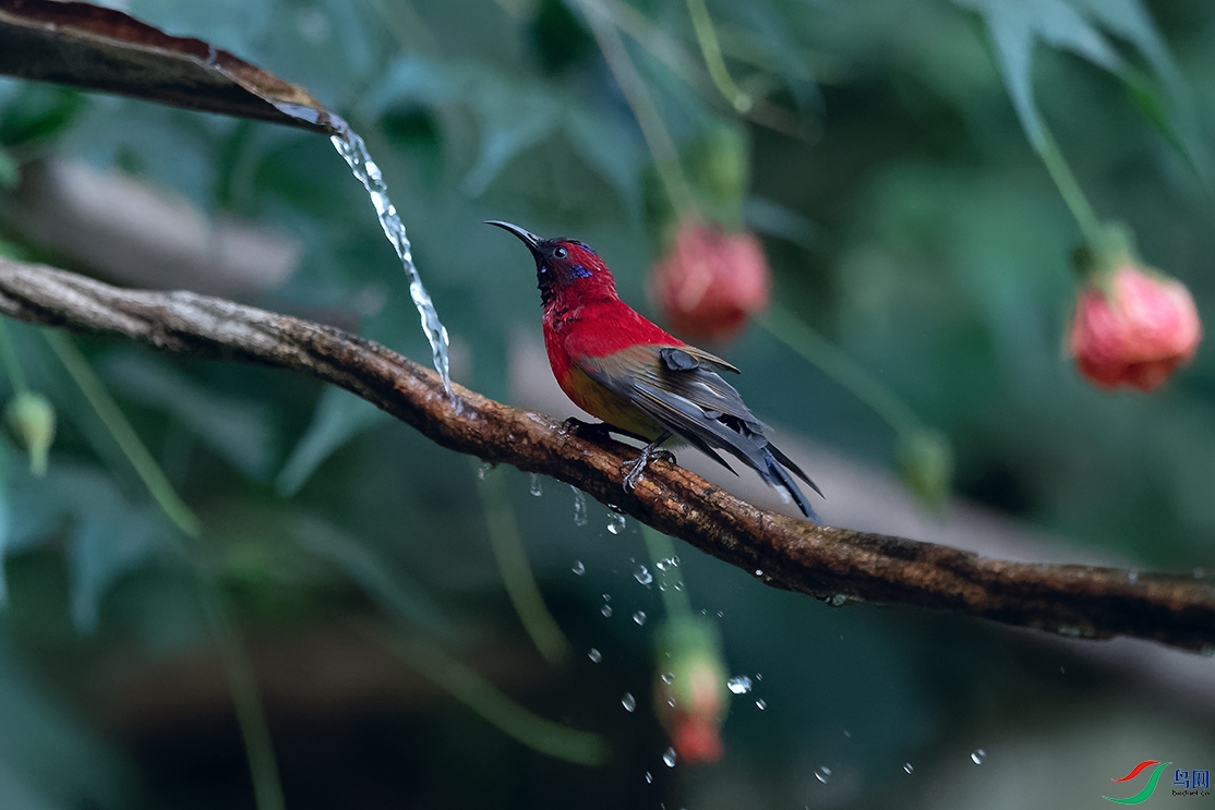 DSC_2528_DxOa.jpg