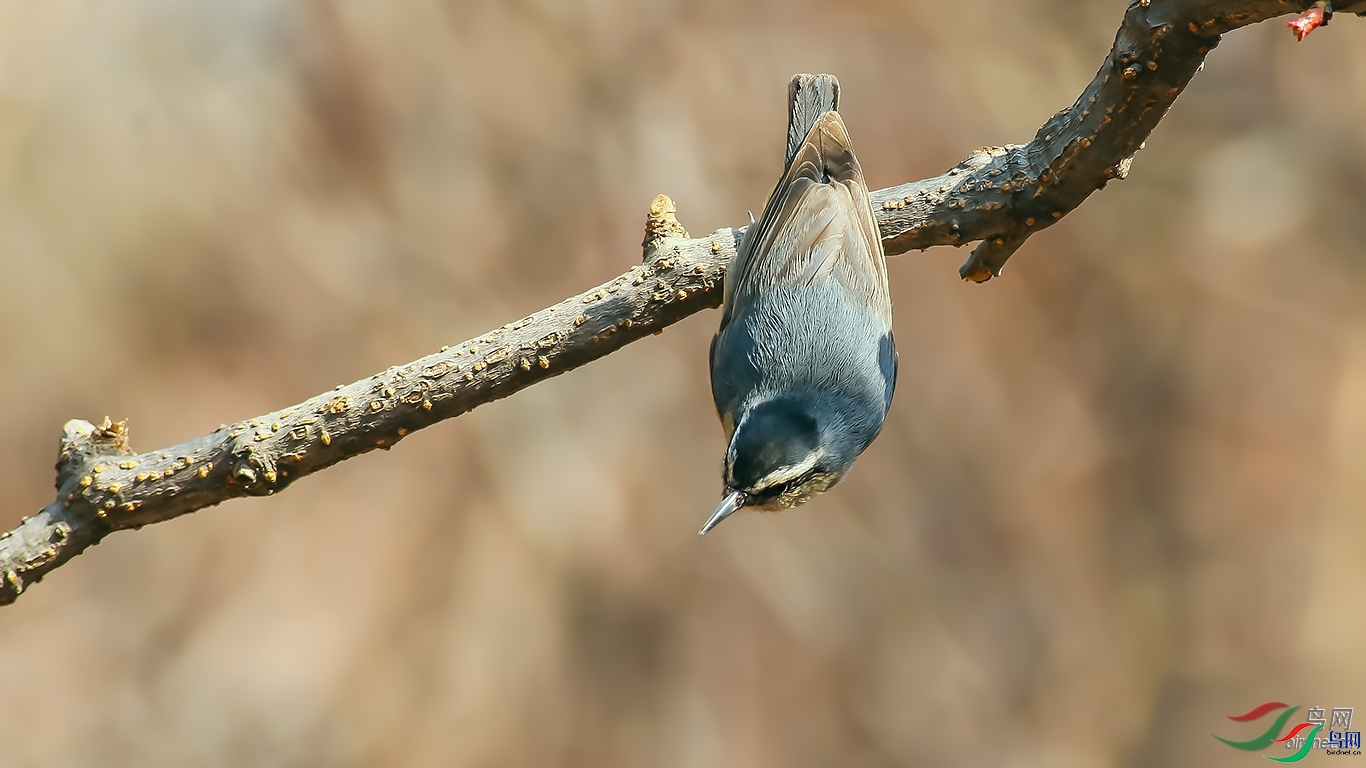 ����ɽ��  ��ʦ�����ڱ����к�����.jpg