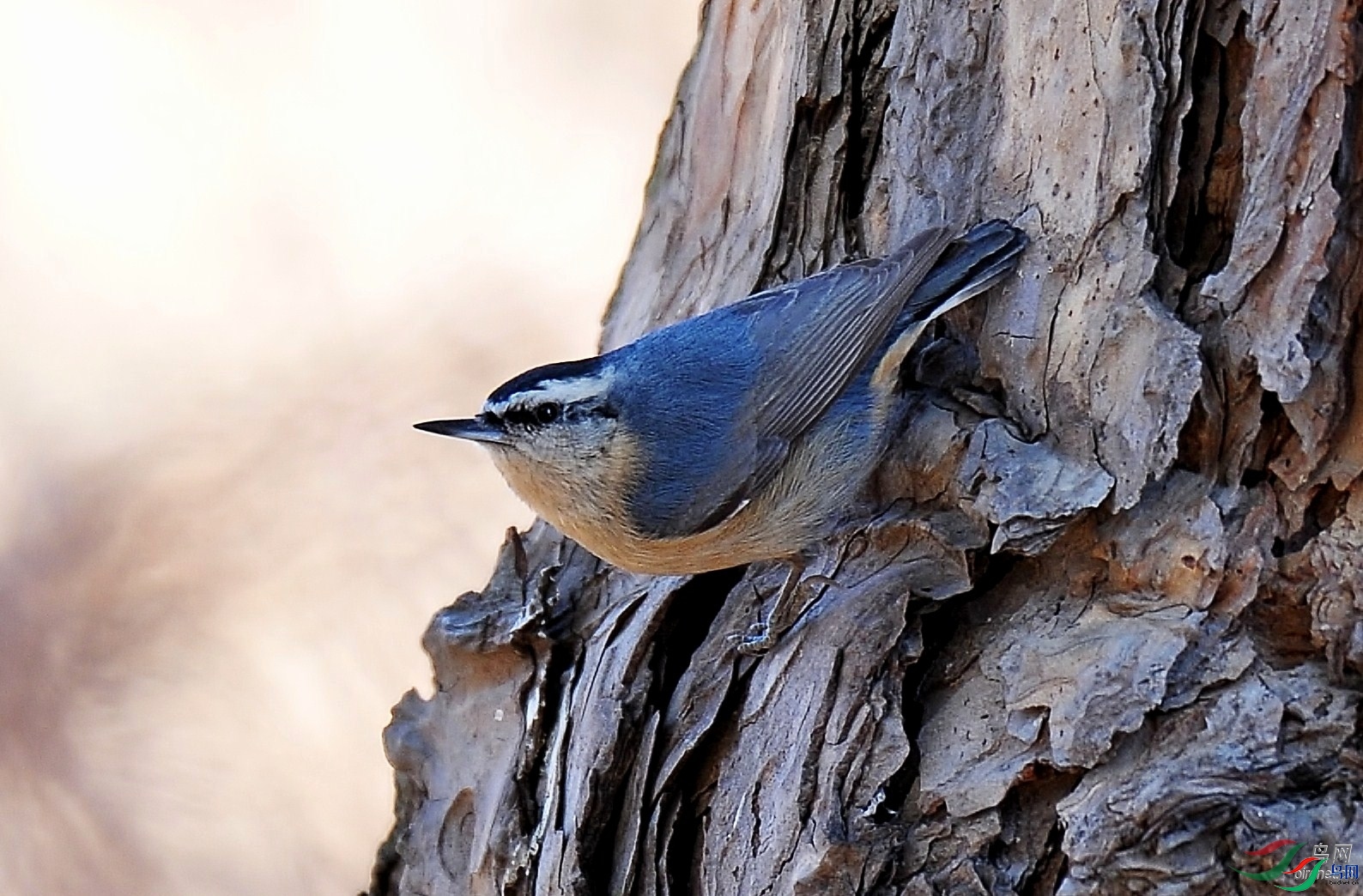 ��������  ��ʦ�����ڱ����к�����.jpg