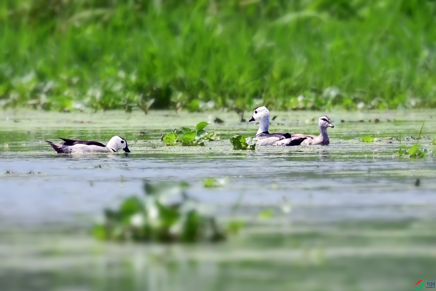 DSC_9523.jpg