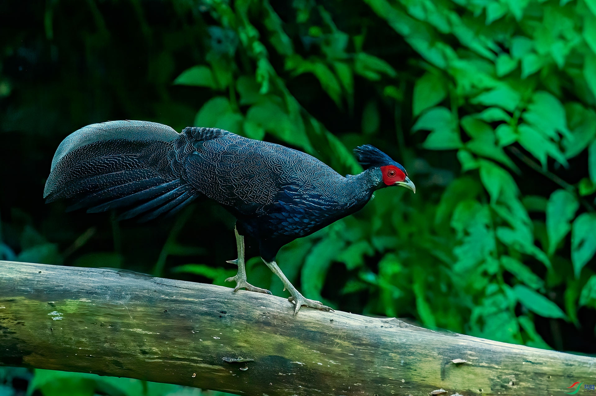 DSC_7117.jpg