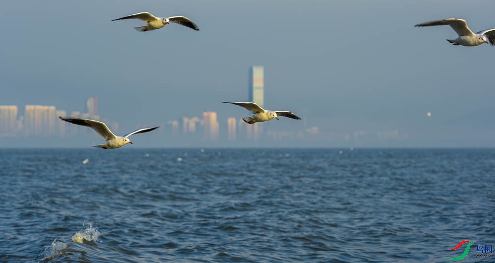 �����庣Ÿ