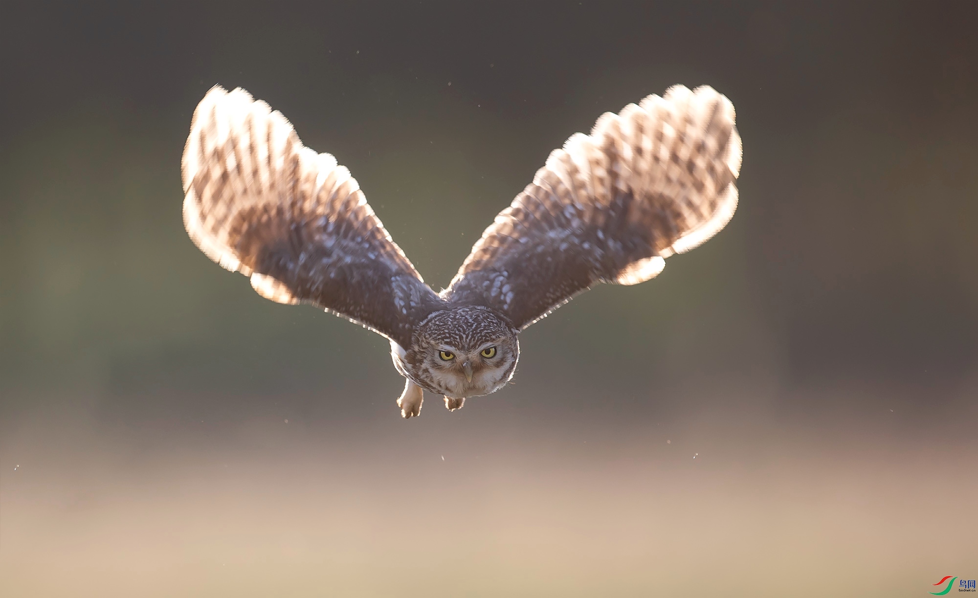 ���Ƹ�С�^