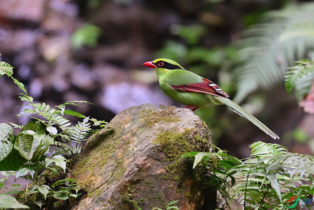 DSC_5076_DxOa.jpg