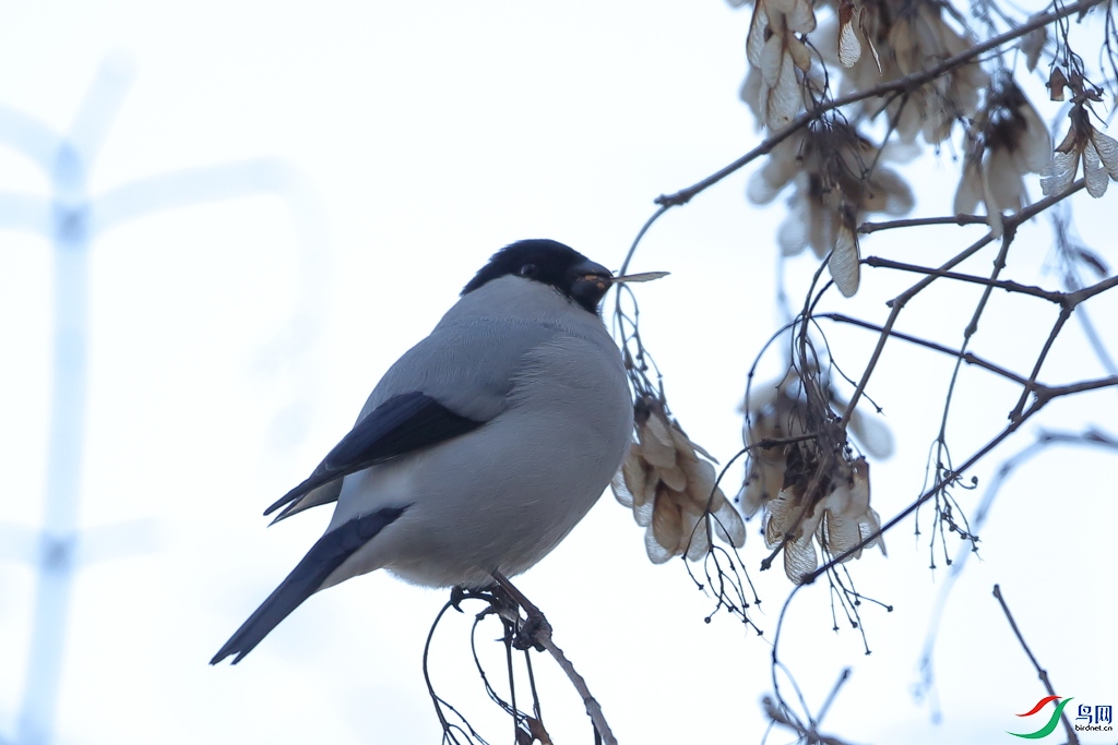 p7��2019��1��17�ոо������p2��û�����