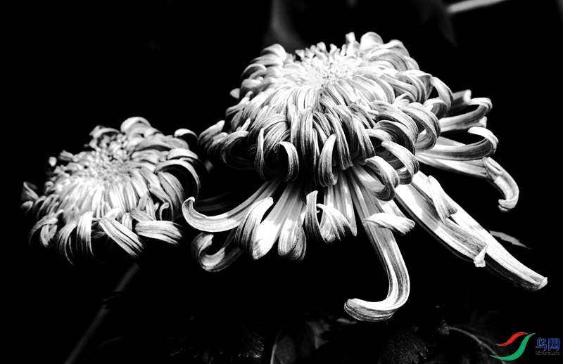 黑白菊花1 2607jpg